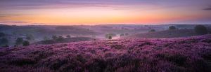 Champs de bruyère d'août sur Jeroen Lagerwerf