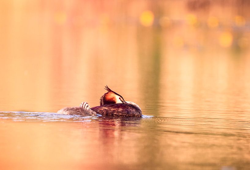 Crested grebe sleeping with young by natascha verbij