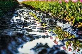 Tulip field in mirror image by Fotografiecor .nl