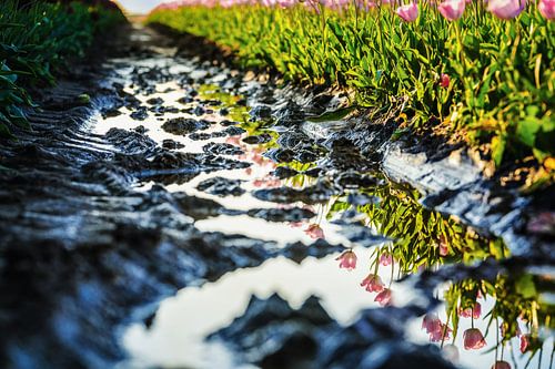 Tulpenfeld im Spiegelbild