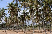 Palmbos bij Salalah