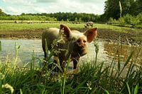 neugieriges Ferkel