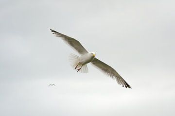 Little black-backed gull by Mark Bolijn