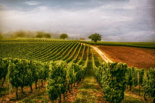 Wijnveld