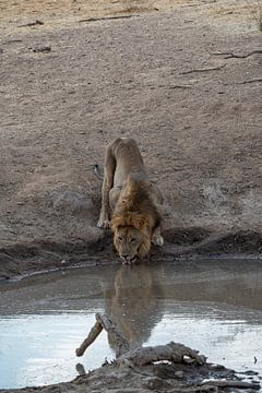 Afrikaanse leeuw drinkt bij waterpoel in Namibië, Afrika van Patrick Groß