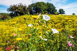 Bloeiende veldbloemen bij Aduarderzijl in Groningen van Evert Jan Luchies