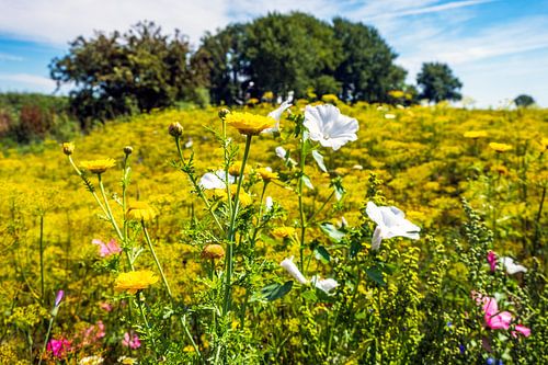 Blühende Wildblumen bei Aduarderzijl in Groningen