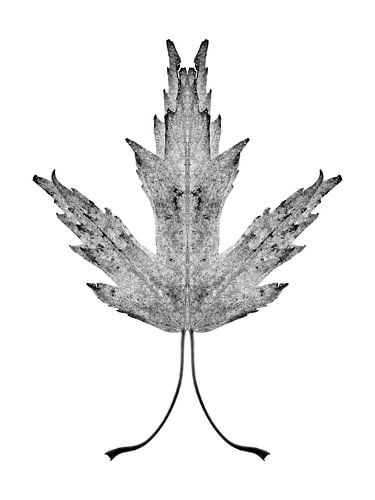 Symmetrical plant leaf