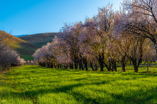sunlight on colorful blossoms