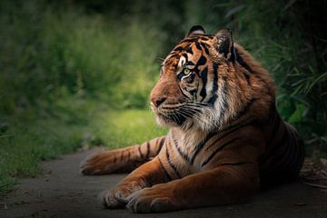 Tigre à courte distance avec un arrière-plan doux sur Jolanda Aalbers
