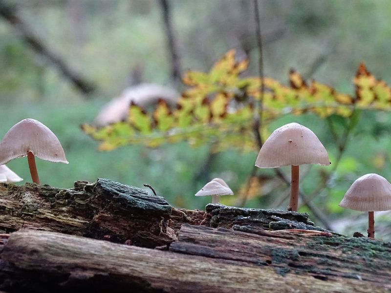 Bild Atmosphäre von empfindlichen Pilze auf verwitterten Baum von Tineke Laverman
