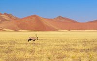 Oryx Antilope