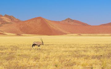 oryx antelope by Denis Feiner
