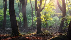 Speulderbos sur Jeroen Linnenkamp