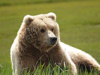 Grizzly bear