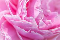 Roze boerenpioen