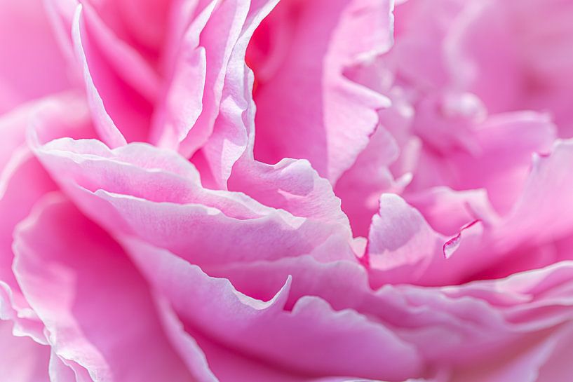 Roze boerenpioen van Laura Wubben