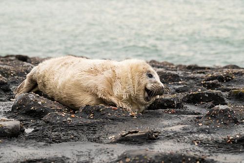 grijze zeehonden pup 2