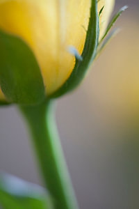 rosenStolz
