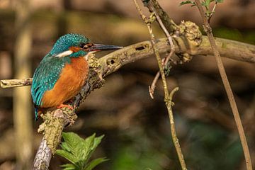 Kingfisher in Amsterdam by Peter Bartelings