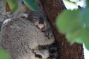 A baby koala and mother sitting in a gum tree on Magnetic Island, Queensland Australia