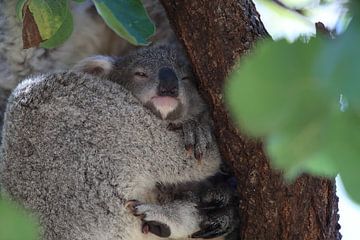 Een baby koala en moeder zittend in een gombomenboom op Magnetic Island, Queensland Australië van Frank Fichtmüller