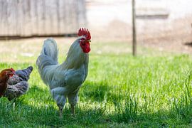 White Rooster and Two Hens in Grassy Field by de-nue-pic