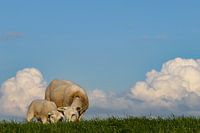 Sheep with lamb on sea dike