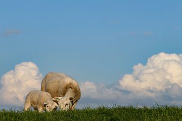Sheep with lamb on sea dike by Karin de Boer Photography
