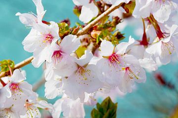 Japanische Kirsche in voller Blüte von Ivonne Fuhren-van de Kerkhof