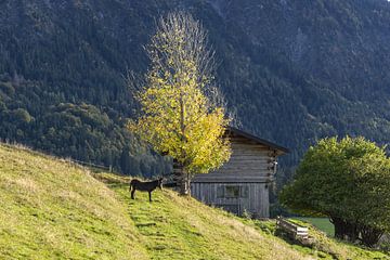 ein Esel im Oberallgäu