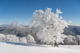 Winter in the Black Forest by Michael Valjak