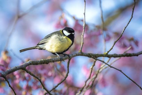 Une mésange charbonnière dans un cerisier en fleurs roses sur ManfredFotos