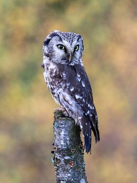 Tengmalm's owl on a branch by Teresa Bauer