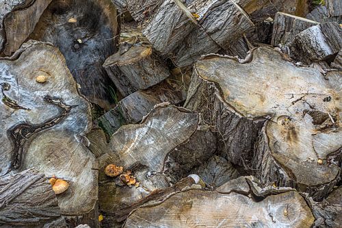 souches d'arbres abstraites de toutes les couleurs sur Hans Vos Fotografie