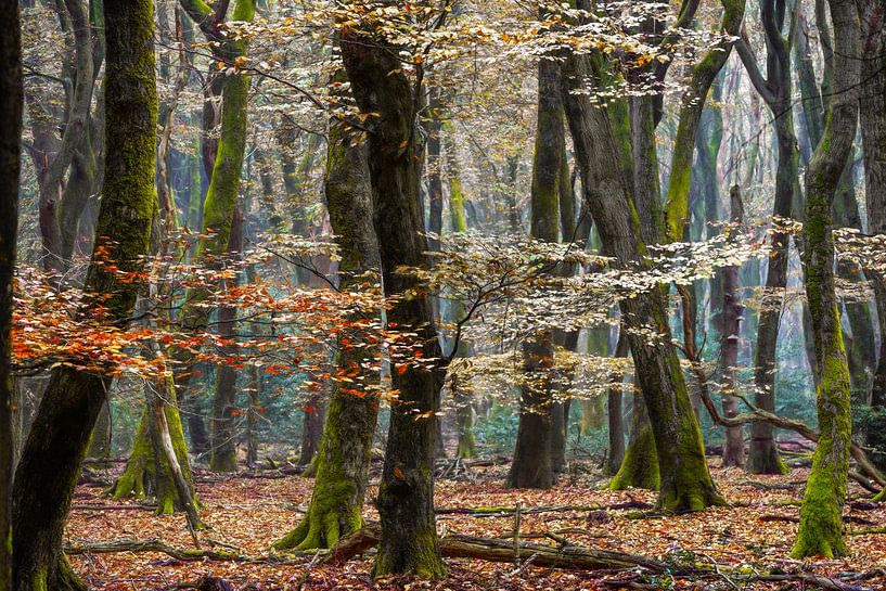 Speulder im Herbst von Lars van de Goor