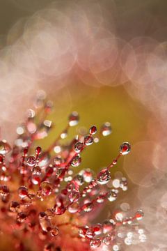 Sundew 2 by Francois Debets