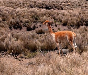 Alpaca by Maarten Verhees