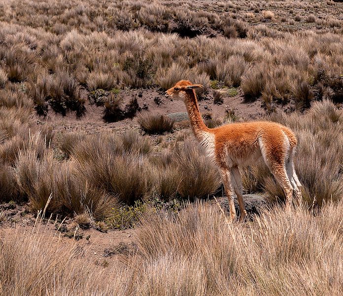 Alpaca von Maarten Verhees