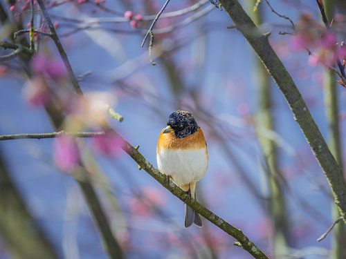 Close-up van een bergvink