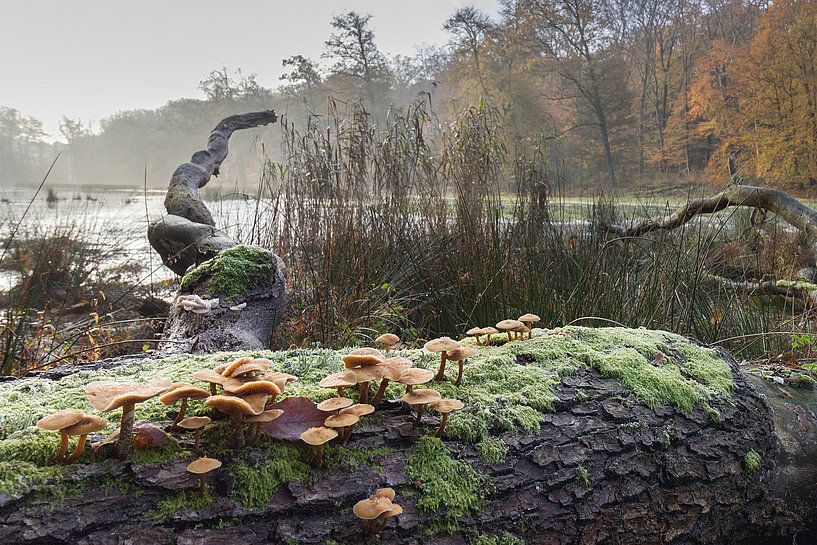 Herfst van Heidi Bol
