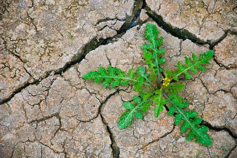 Swampers. No swamp for now by Natuurpracht   Kees Doornenbal