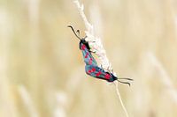 St John's butterfly