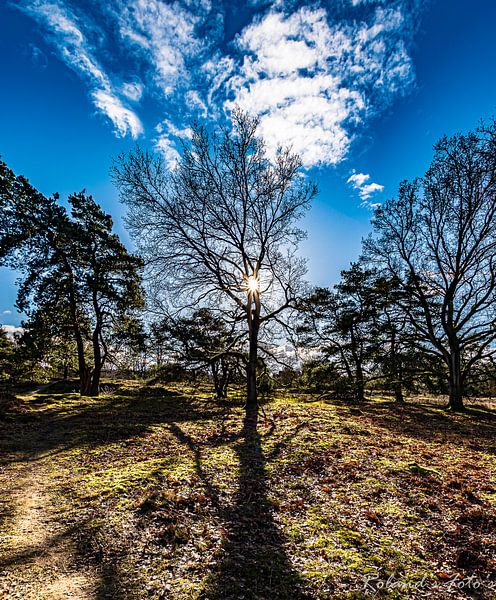 See the sun shine through the trees by Roland's Foto's