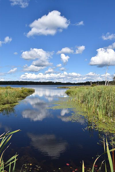Reflection on the lake in summer by Claude Laprise