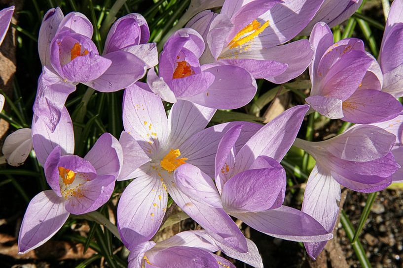 Happy spring by Jim van Iterson