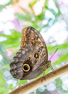 Macro van een tropische bananenvlinder vlinder van ManfredFotos