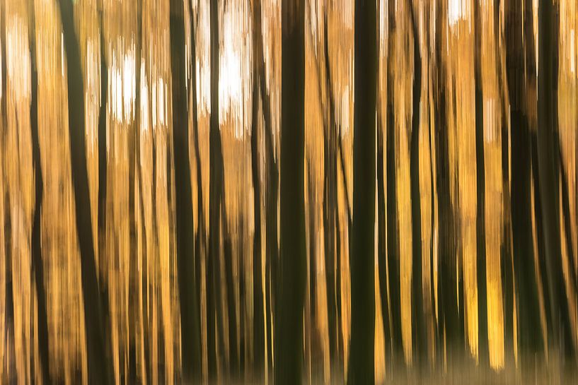 Dressed in gold van Rik Verslype
