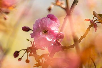 Bloesem zorgt in het voorjaar voor kleur en sfeer in de tuin van elma maaskant