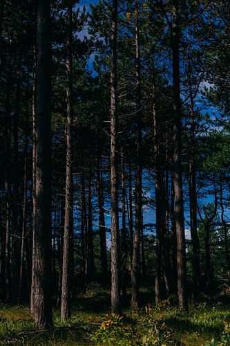 Paysage de la forêt de Moody